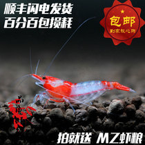 Quality shrimp Fang red glass shrimp Taiwan export-grade adult shrimp gene stability Live pet ornamental algae shrimp