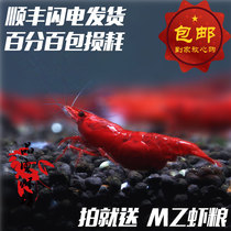 Quality shrimp shop painted female ornamental shrimp pure extreme fire shrimp lineage is stable Taiwan exports thick armor about 2cm