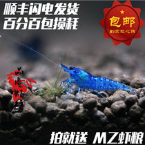 Quality shrimp shop Dream sapphire blue velvet live shrimp algae removal tank Shrimp tank Pet shrimp ornamental shrimp food gift