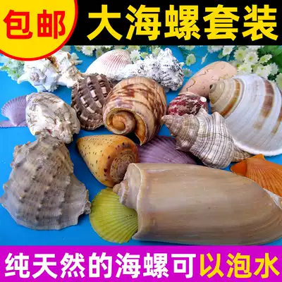 Natural conch shell coral fish tank landscaping set 50 selected snail shells 30 species do not repeat the sea star
