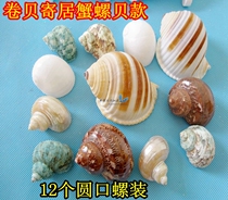  Natural Sea Snail Shell Rolls Bay Fish Suit Sustena Crab Suit Sea Snail Package