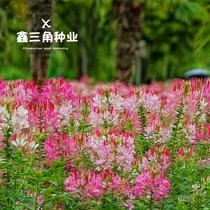 Drunk Butterfly Flower Seed Summer Flowering Outdoor Flower Seed Seed Landscape Flower Seed Engineering Garden Forest Greening Plant