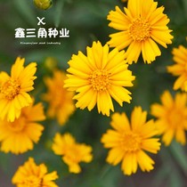 Large flower goldseed Chrysanthemum Seed Flower Seed Summer Flowering outdoor Easy-to-live and fast life Multi-year raw flower altar