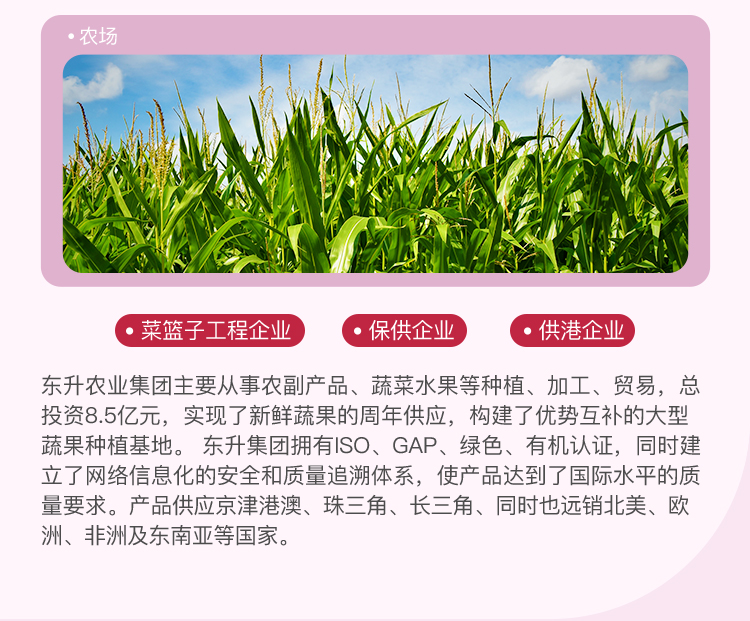 东升农场新鲜现摘红菜头甜菜根