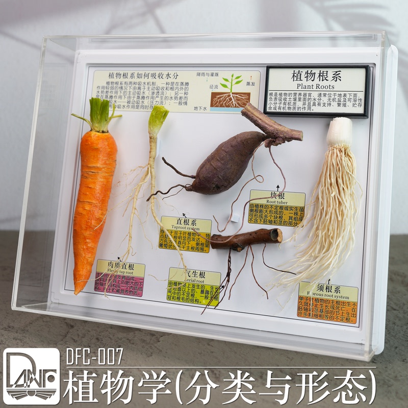 Plant Root System, Leaf Veins, Leaf Sequence, Leaf Shape, Stem, Abnormality, Flower Crown, Flower Cluster, Fern, Moss Specimen, Community Exhibition Dfc