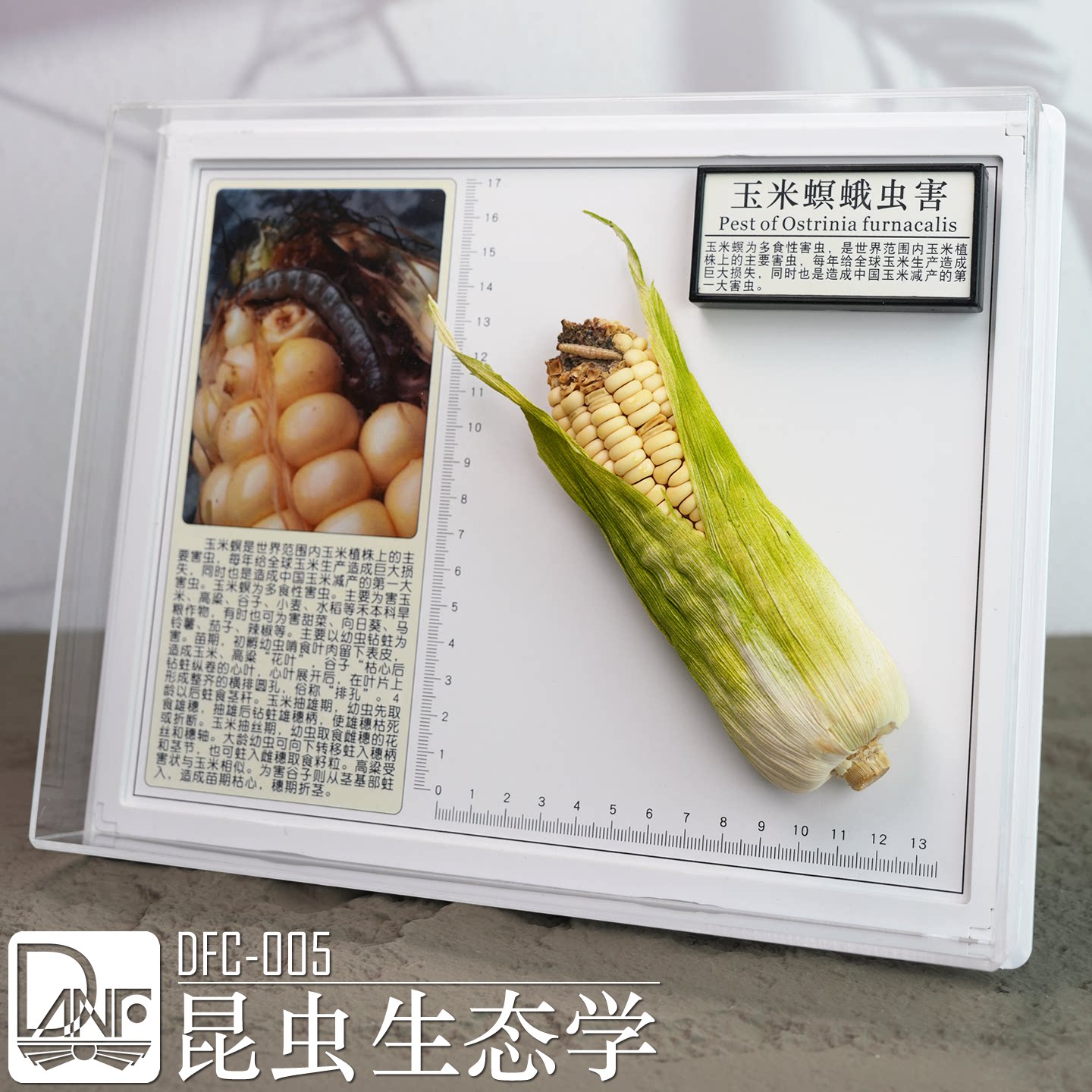 昆虫体躯幼虫蛹口器翅膀触角足 竹节虫拟态 蝶蛾区别 病虫害 DFC