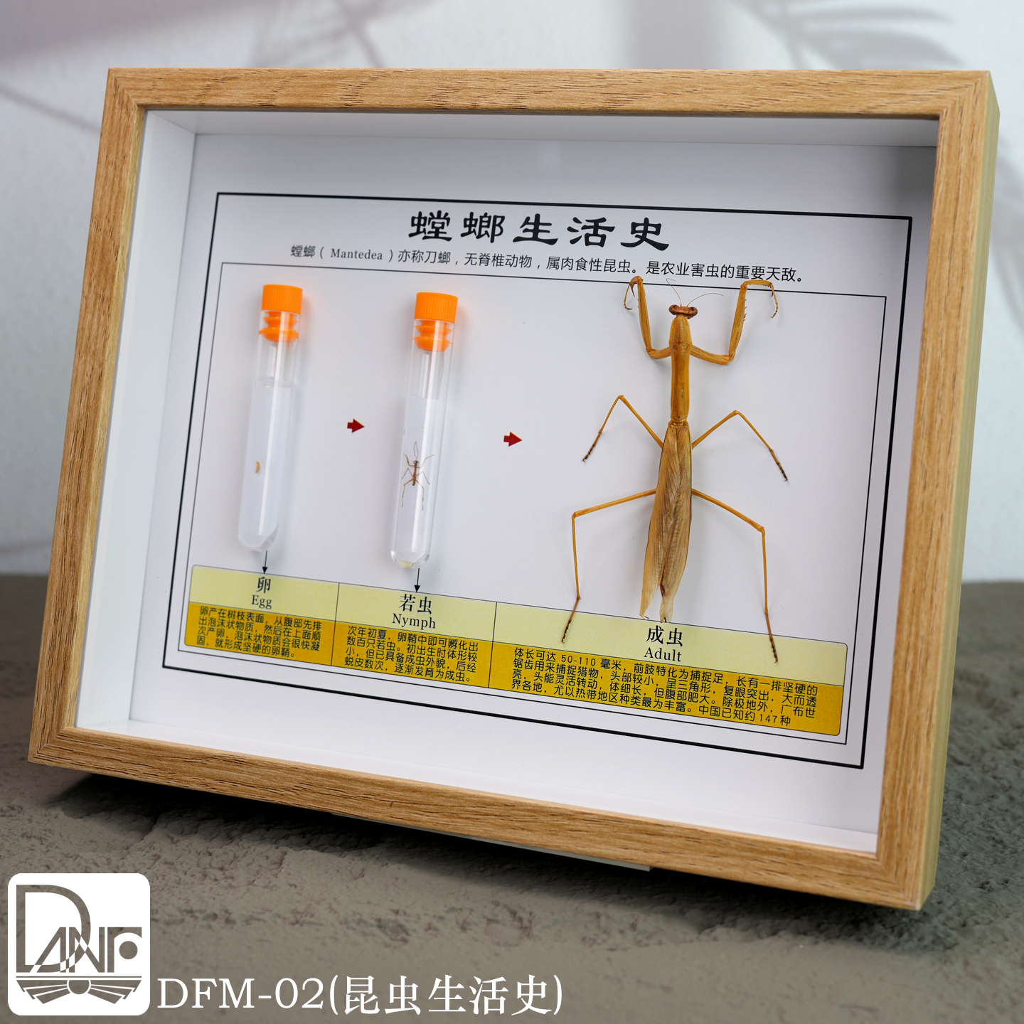 相框昆虫生活史 螳螂蝴蝶蚊子苍蝇蚂蚁 生物角展览室科普 DFM系列