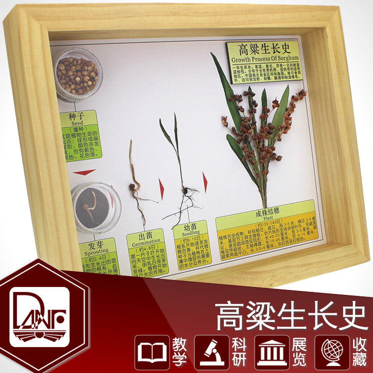 高粱发育成长标本 植物生长过程 儿童自然科学启蒙 教学教材 礼品