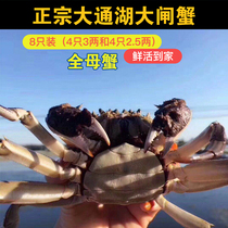 Fresh Cave Courtyard Lake Hairy Crab Chase Lake Hairy Crab Full Mother Crab 4 only 3 2 5 4 2 5 2 Shunfeng