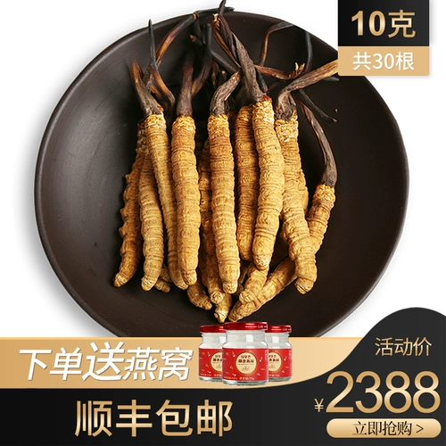 [10 грамм] 19 лет новых пассажиров и травы, тибетские наки cordyceps sinensis 3, 1 грамм дикой кордикопии подлинный