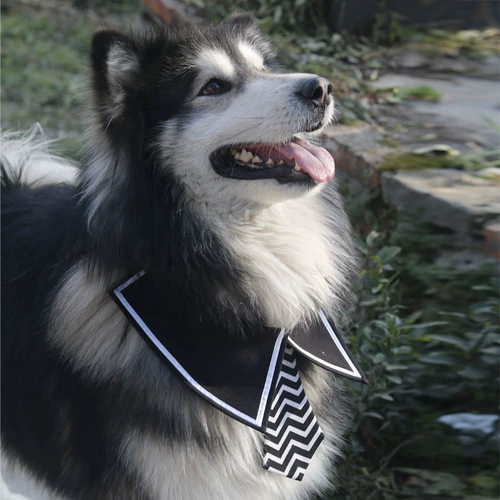 Галстук-бабочка, чокер с бантиком, галстук, шарф, аксессуары, домашний питомец