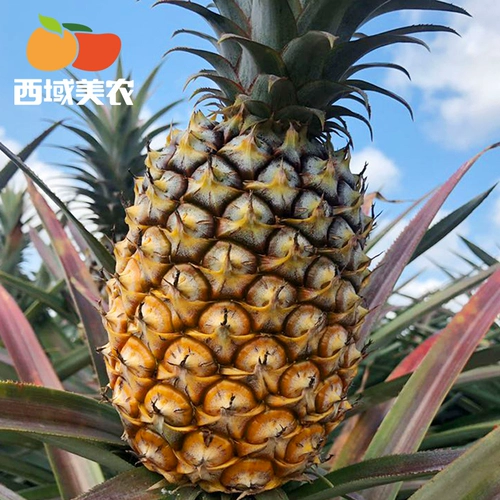 Honeycomb непосредственно снабжает Hainan Gold Diamond Pineapple 2-3 упаковка из 5 фунтов свежеприправленных тропических фруктов без пиноза.
