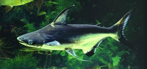 鲨大白鲨虎头鲨热带鱼活体观赏鲨淡水鲨