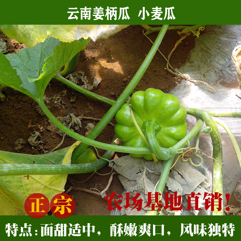 2 Jin Yunnan Native Produce Fresh Vegetables Pumpkin Ginger Shank Melon Small Pumpkin Noodle Melon Cake Melon Cake Melon Hotel Ingredients