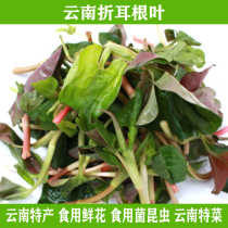 Yunnan specialty fresh Houttuynia cordata folded ear root leaf origin direct selling vegetable ingredients 750g SF