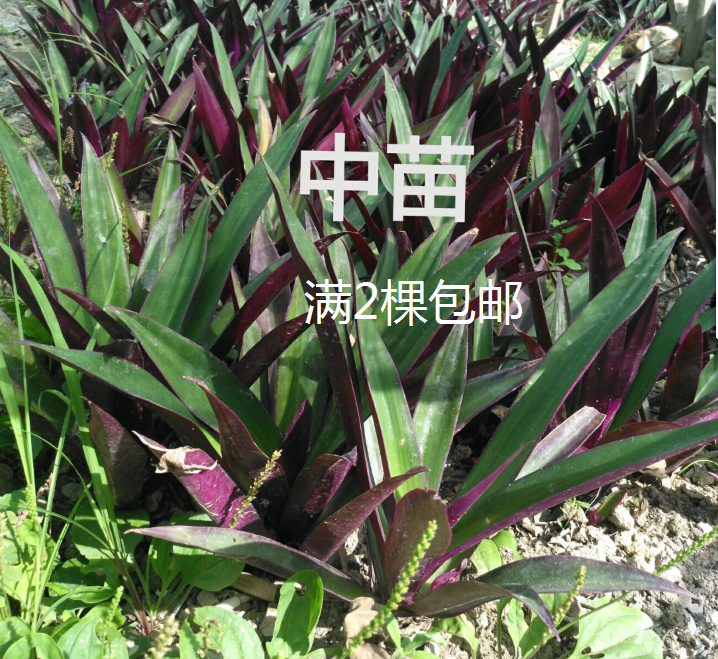 可食用觀賞紫背萬年青紫錦蘭蚌花紫蘭盆栽藥效清熱化痰涼血止痢