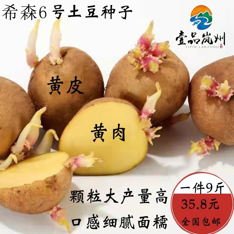 Lan Xian Alpine Tasty Potato Potato Potato Ashisen 6 Number One Level Detoxiger Yellow Peel Large Potato Seed Original Seed