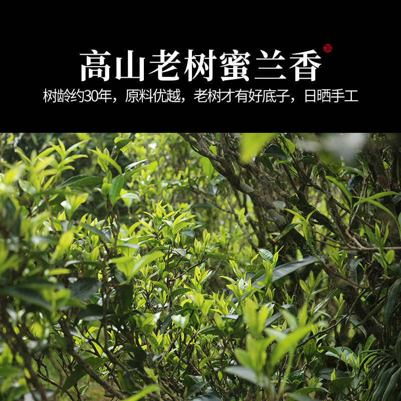 【老树蜜兰红茶】高山蜜兰香凤凰单丛野生红茶,真的这么养生吗?🍵深度测评--淘宝好物网
