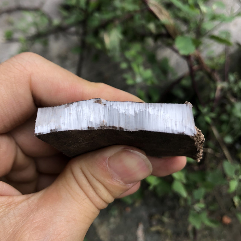 Eucommia Chinese Herbal Medicine 500g Sichuan