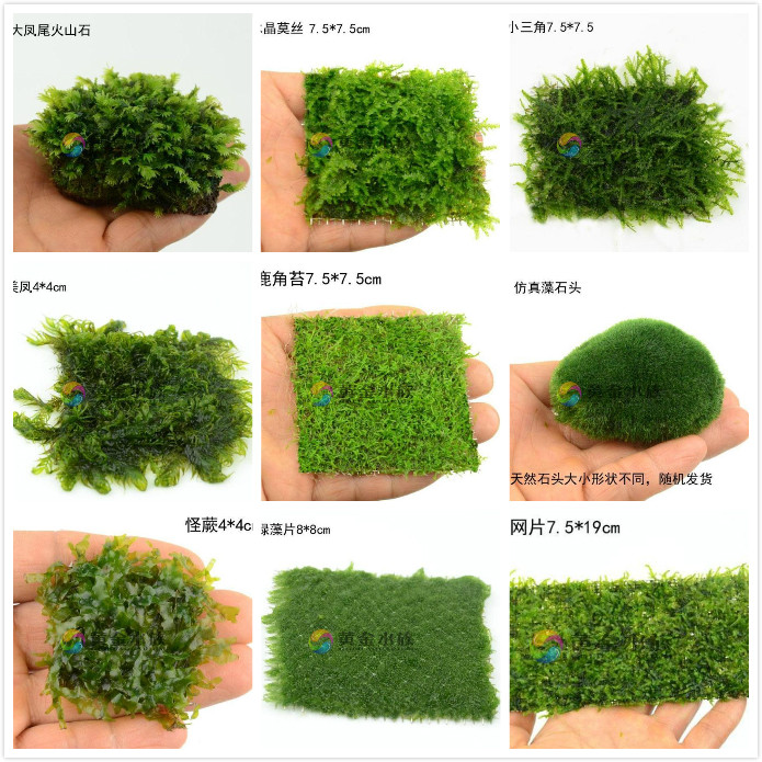 Foreground grass Moss strange fern crystal flame triangle Moss fish tank grass tank decoration antler moss dragon ball Phoenix tail moss