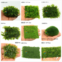 Foreground grass Moss Strange fern Crystal flame Triangle Moss Fish tank grass cylinder decorative antler Moss Dragon Ball Phoenix tail moss