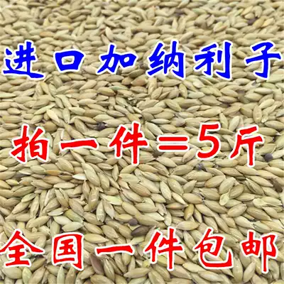 Imported Ghana Lizi Parrot bird food oil tip millet white tip millet grass seed bird food nationwide