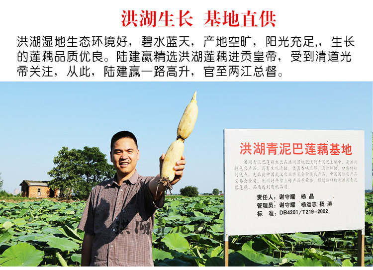 洪湖青泥巴莲藕4斤