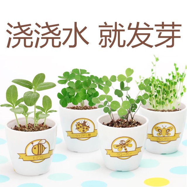 Planting Grass Office Desktop Creative Mini DIY Planting Small Potted Plant Pendulum plant Soothing Decompression Child Plant