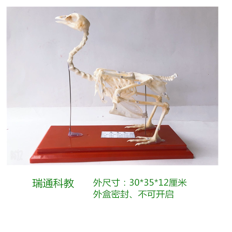 鸡骨骼标本生物教学中小学幼教配套标本科教仪器教学骨骼类