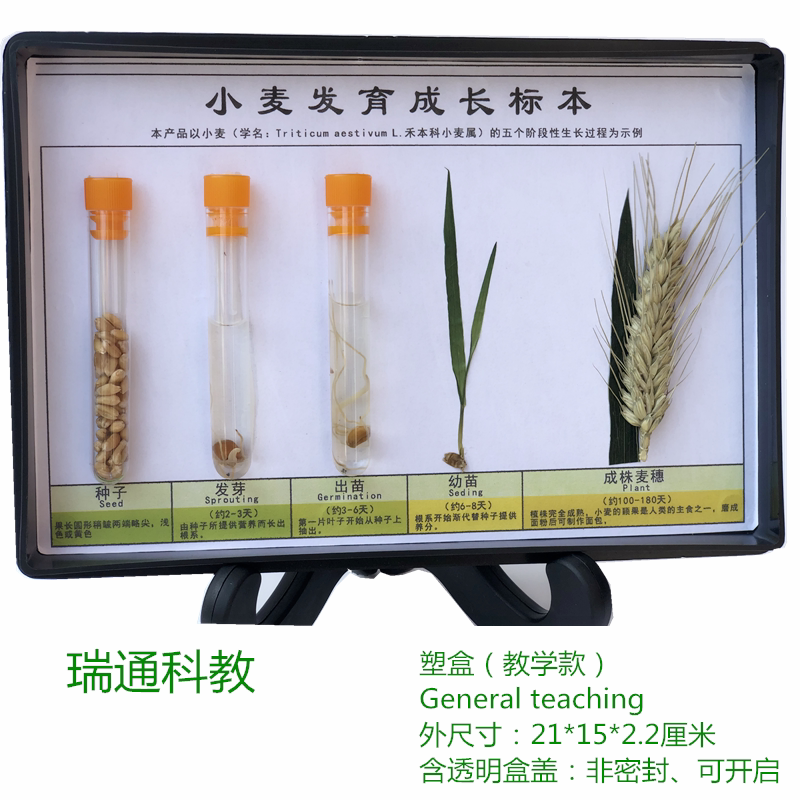小麦发育成长标本科教仪器生物教学中小学幼教配套科学用具