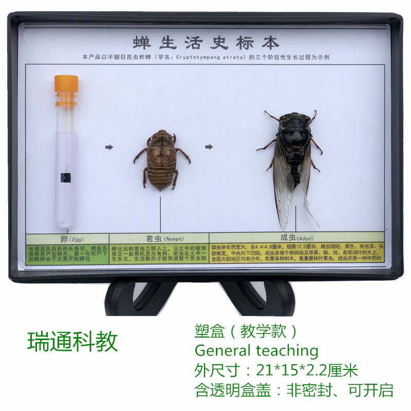教学标本昆虫蝉生活史标本生物教学用具教学标本动物生物教学仪器