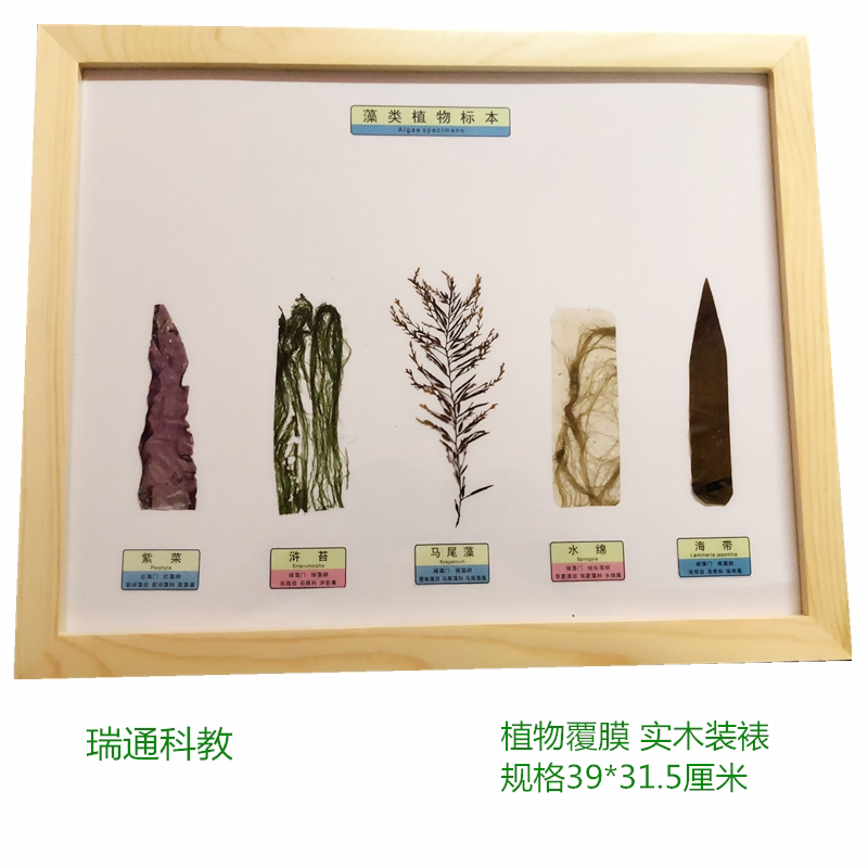 藻类植物标本 海洋藻类 生物自燃教学 中小学教学 定制展示
