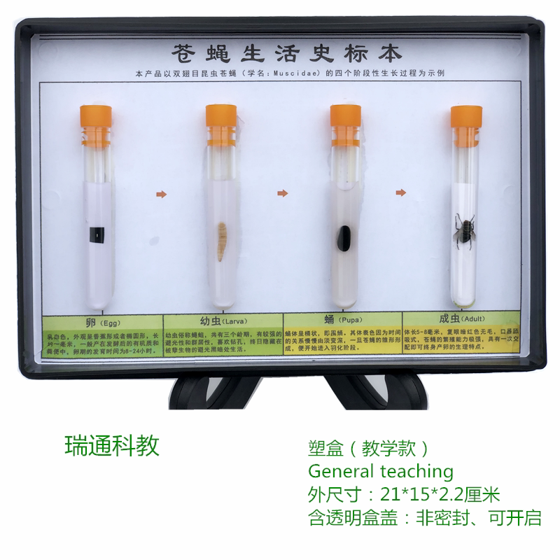 苍蝇生活史标本/厂家直销∕生物教学标本∕幼教小学动植物标本