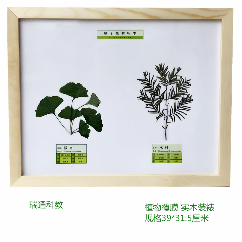 裸子植物复膜标本   生物教学 中小学幼教配套 科教仪器