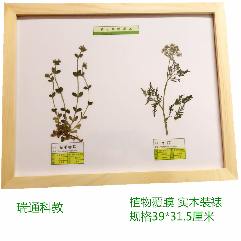 被子植物复膜标本 动植物 生物教学标本 中小学幼教配套  厂家直