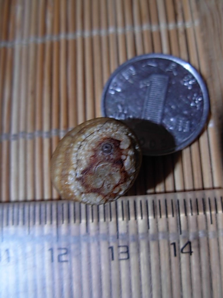 Nine Eyes Shale Rough Stone Eye Stone Money Stone Dzi Beads - Chick