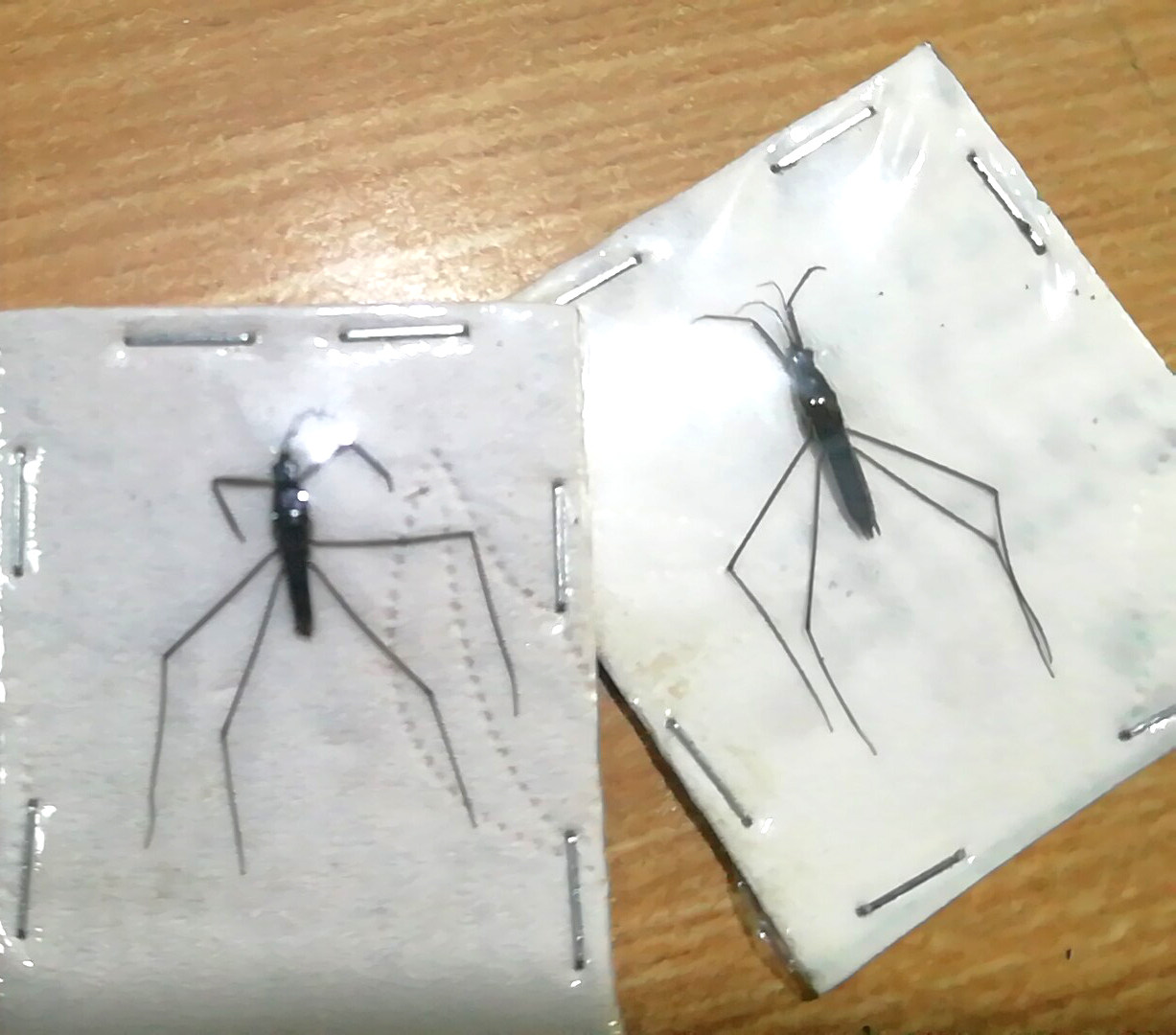 水黽昆蟲標本教學用品兒童認知科普展用半翅目生物試驗拍照