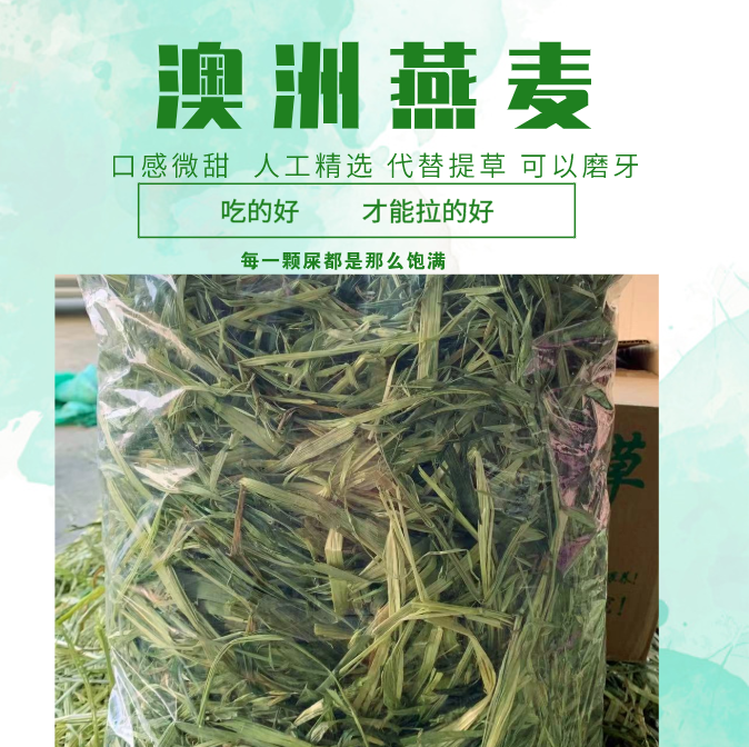 Australia imports gold oats Aussie Machay 500 gr in place of Timothy Grass Hay Rabbit rabbit Shepherd