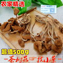 Tea tree mushroom dry goods part does not open an umbrella 500g Deep mountain specialty tea tree mushroom ice mushroom bud farm self-drying
