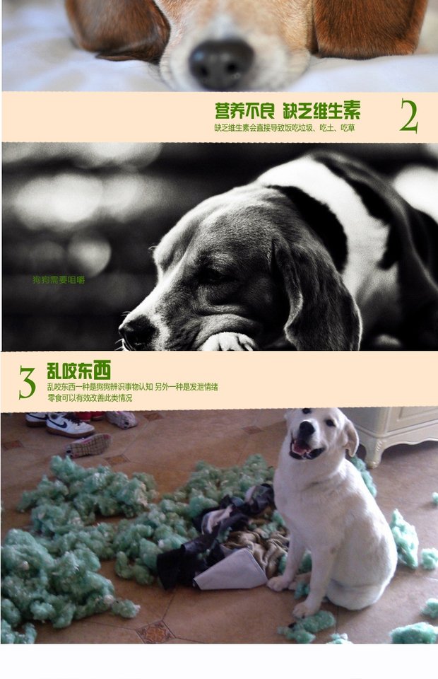Gà cao cấp cao cấp xung quanh thanh dinh dưỡng 100g / gà canxi sữa thanh Đồ ăn nhẹ cho chó Nhai chó thức ăn cho chó cảnh