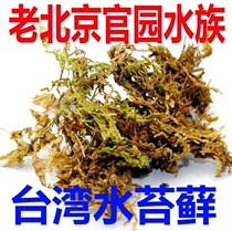 Taiwan imported water moss Phalaenopsis orchid Bluegrass special water moss moisturizing moss