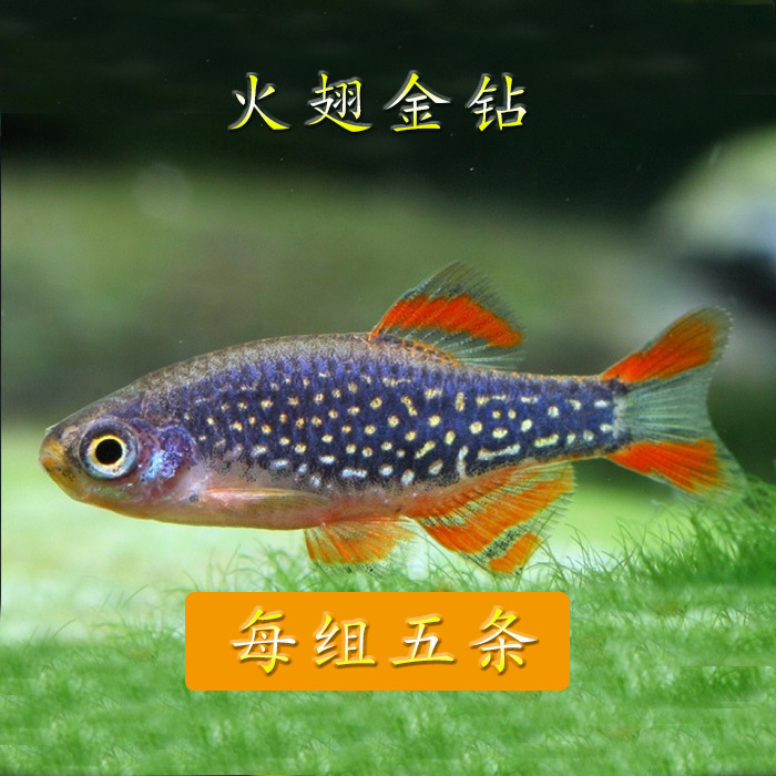 觀賞魚燈科魚活體淡水魚小型熱帶魚羣遊魚套餐檸檬斑馬孔雀魚包郵