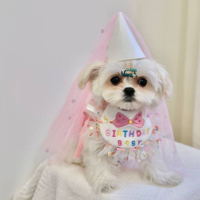 Pet Cat Dog Party Birthday Hat Bib Puppy Saliva Pocket Mouth Towel Bichon Frize Kitten Hat Accessories