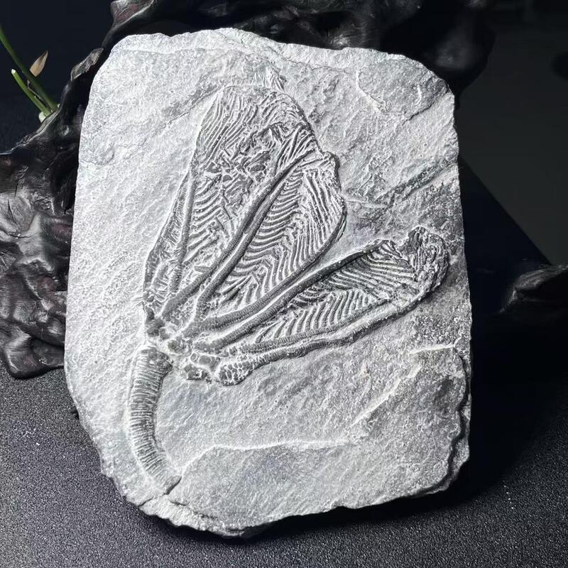 Sea Lily Paleontology Fossil Plant Specimen Trilobite Science Education Home Studio Decoration Gift Free Shipping