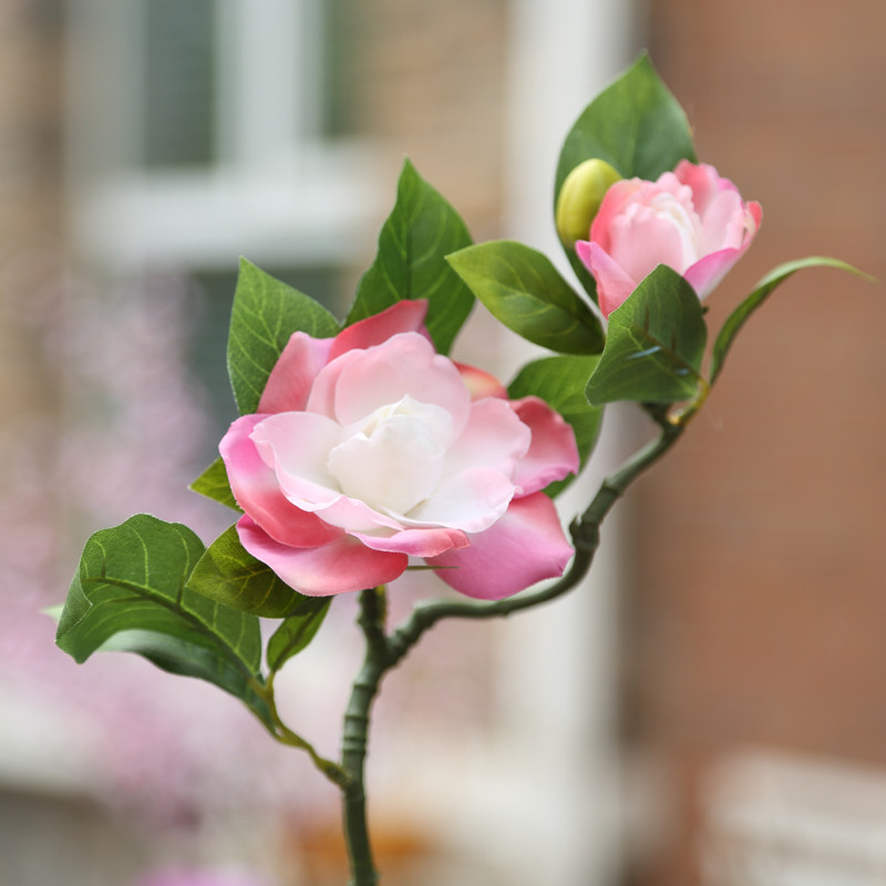 ����õ��Сɽ�軨����ٻ�