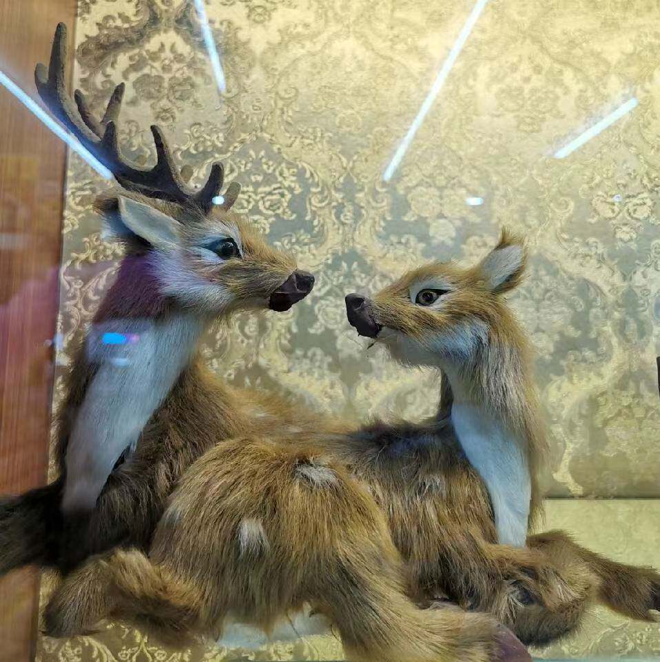 欧琪猫