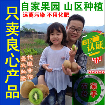 Green heart kiwi fruit Xu Xiang is picking and found fresh hormone-free expansion agent Big Fruit Farm Xixia mud monkey peach strange