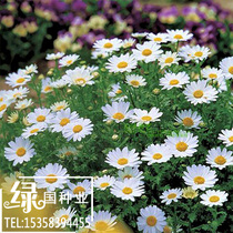 White Crystal chrysanthemum seed four seasons flowering easy flower seed seed garden outdoor flower seed balcony potted plant cold and shade resistant