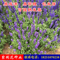 Blue-flowered sage potted flower seedlings outdoor courtyard garden open-air plant plants flower drought-tolerant and heat-resistant plants