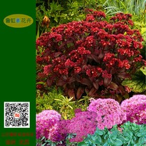 Cold-resistant perennial sedum sedum flower seedlings notoginseng Carmine lime (Luhong flower)